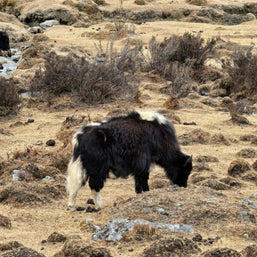 Tour de 6 días por Lijiang Shangri-La Daocheng y el lago Lugu
