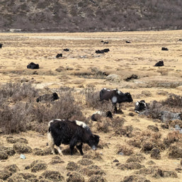 Tour de 6 días por Lijiang Shangri-La Daocheng y el lago Lugu