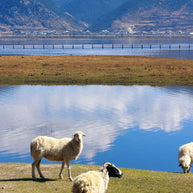 5 Days Yubeng Village Trekking Tour: Meili Snow Mountain Adventure from Lijiang