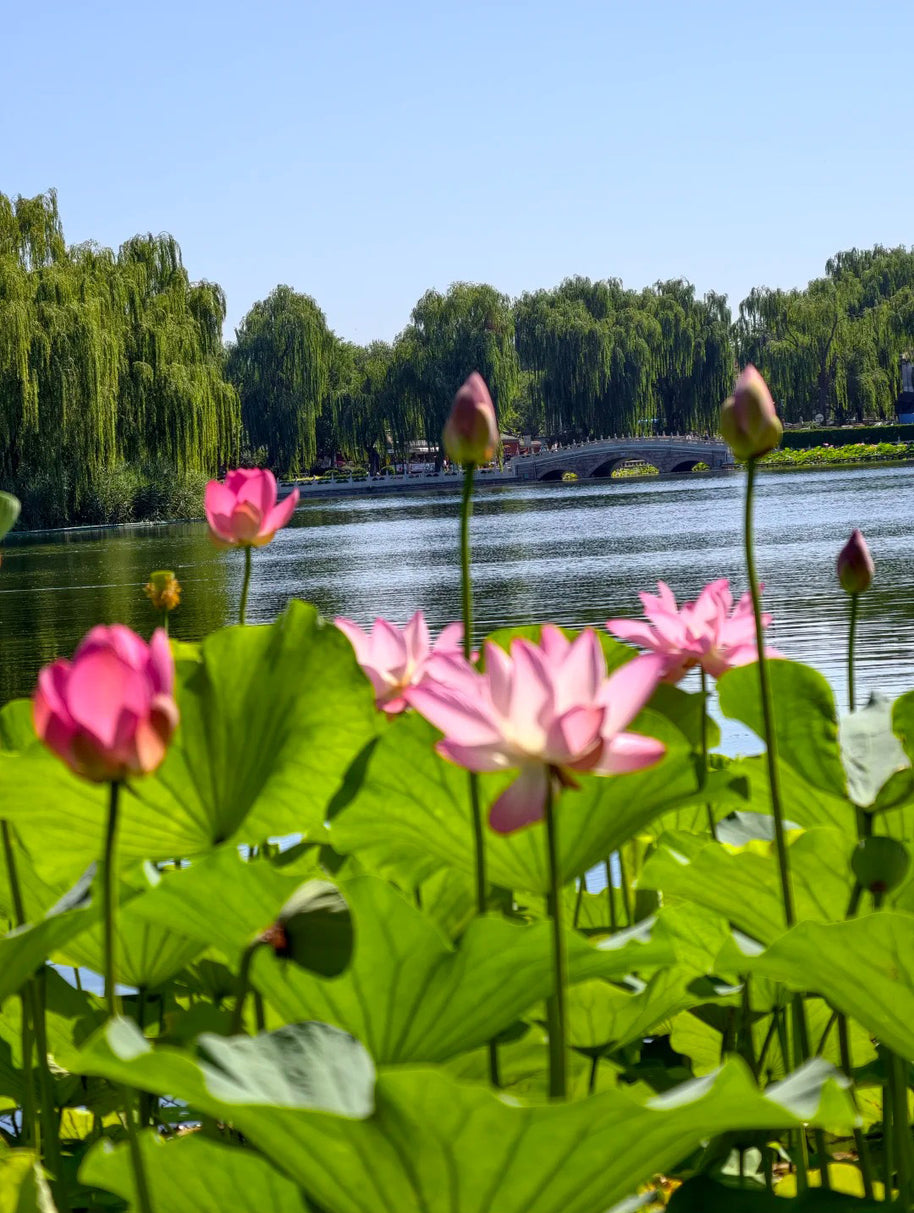 17 Days Beijing Shanghai Suzhou Wuzhen Lijiang Tour