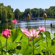 17 Days Beijing Shanghai Suzhou Wuzhen Lijiang Tour