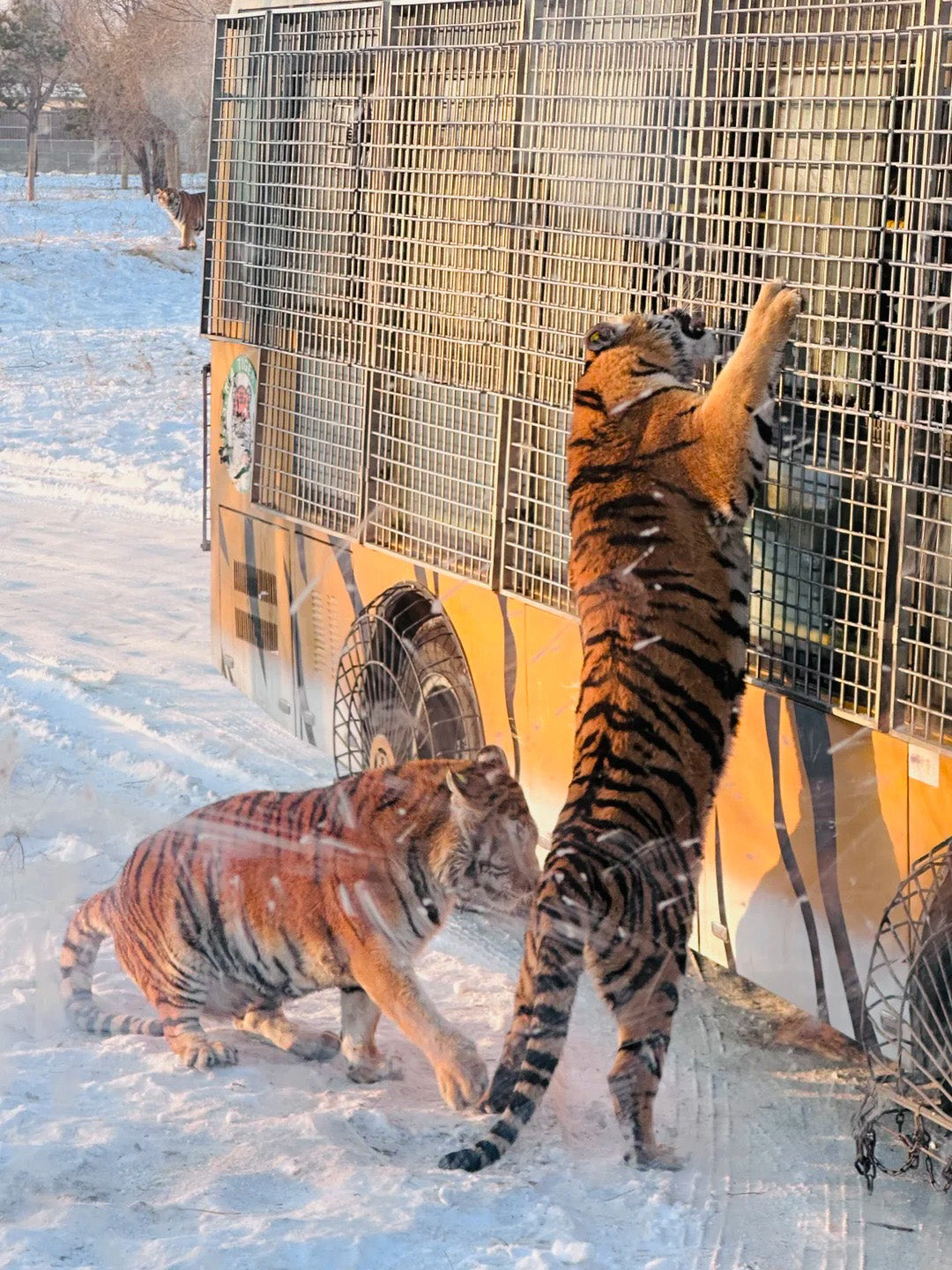 7 Days Beijing Harbin Winter Tour