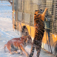 7 Days Beijing Harbin Winter Tour