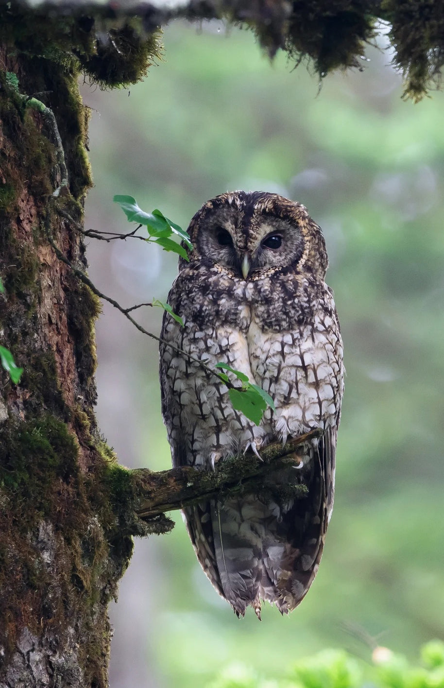 5 Days Songpan and Ruoergai Northern Sichuan Birding Tour (Alpine Forest and Grassland Endemics)
