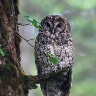 5 Days Songpan and Ruoergai Northern Sichuan Birding Tour (Alpine Forest and Grassland Endemics)