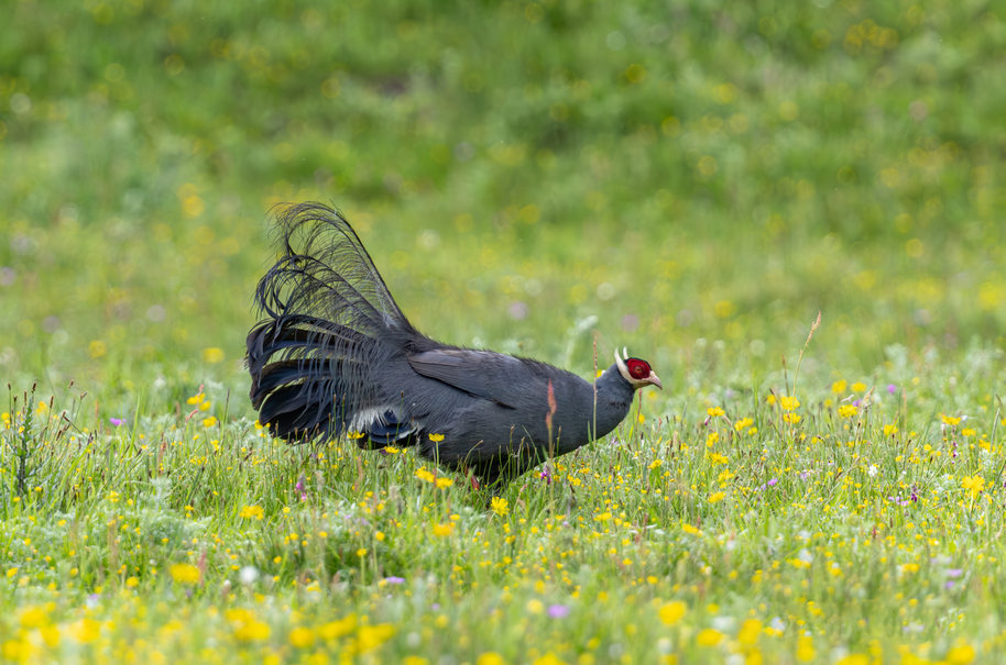 5 Days Songpan and Ruoergai Northern Sichuan Birding Tour (Alpine Forest and Grassland Endemics)