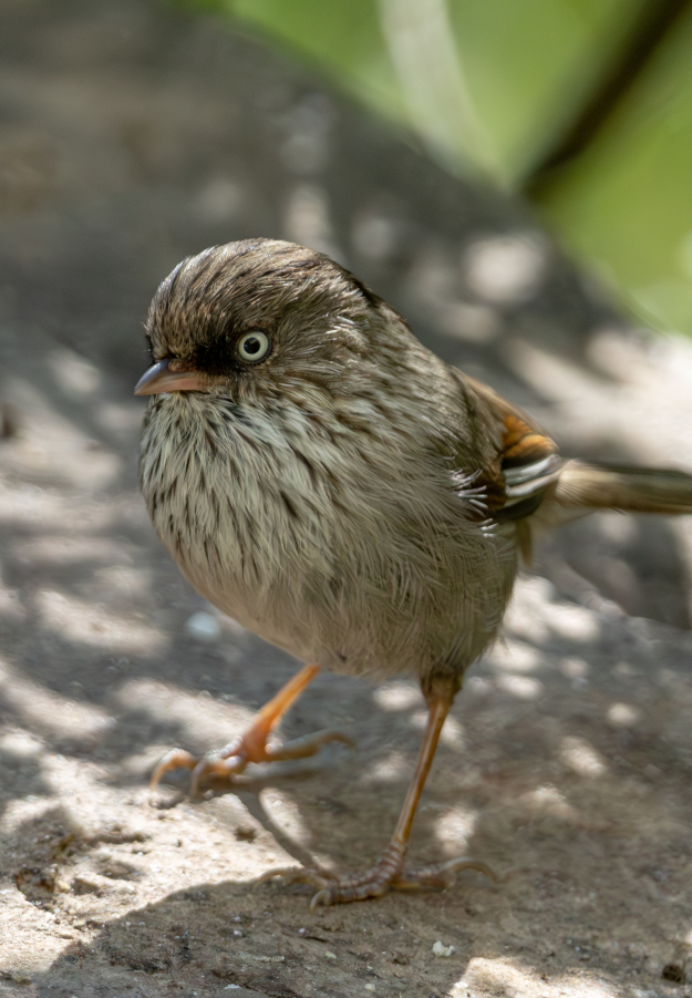 5 Days Songpan and Ruoergai Northern Sichuan Birding Tour (Alpine Forest and Grassland Endemics)
