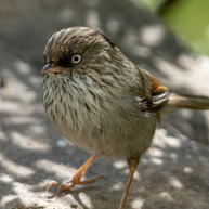 5 Days Songpan and Ruoergai Northern Sichuan Birding Tour (Alpine Forest and Grassland Endemics)