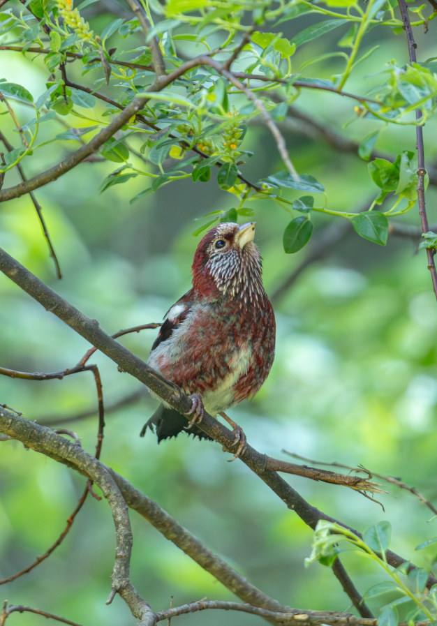 5 Days Songpan and Ruoergai Northern Sichuan Birding Tour (Alpine Forest and Grassland Endemics)