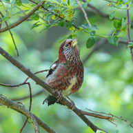 5 Days Songpan and Ruoergai Northern Sichuan Birding Tour (Alpine Forest and Grassland Endemics)