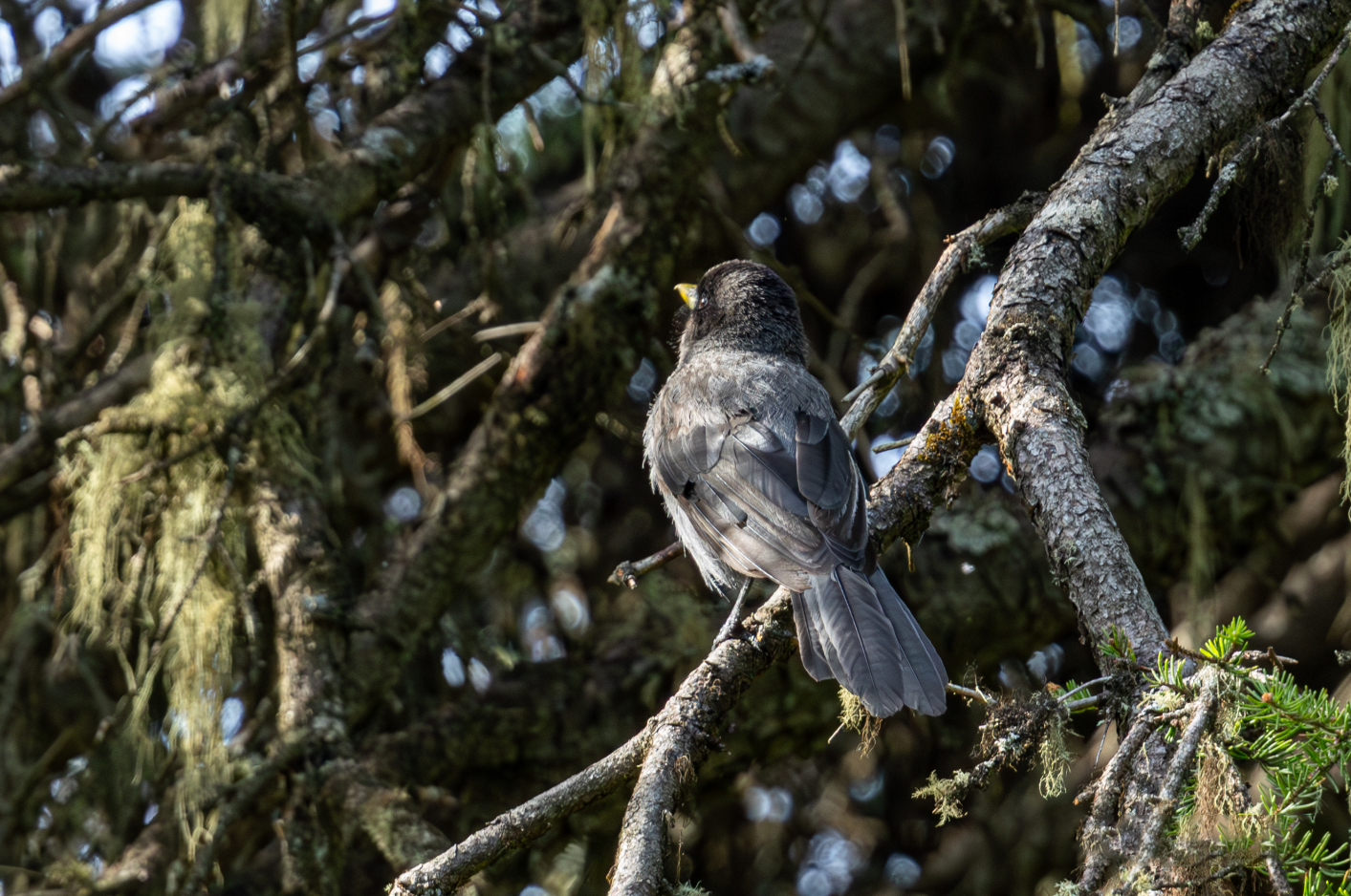 5 Days Songpan and Ruoergai Northern Sichuan Birding Tour (Alpine Forest and Grassland Endemics)