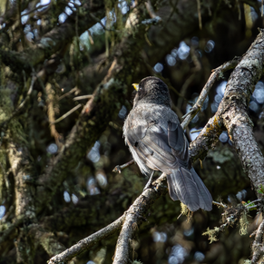 5 Days Songpan and Ruoergai Northern Sichuan Birding Tour (Alpine Forest and Grassland Endemics)