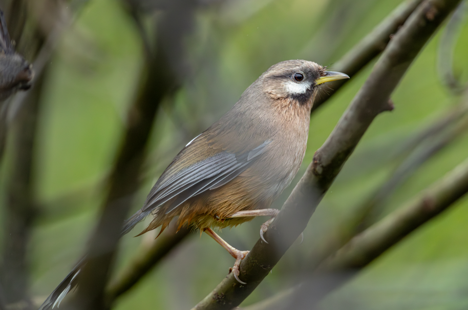 5 Days Songpan and Ruoergai Northern Sichuan Birding Tour (Alpine Forest and Grassland Endemics)
