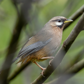 5 Days Songpan and Ruoergai Northern Sichuan Birding Tour (Alpine Forest and Grassland Endemics)