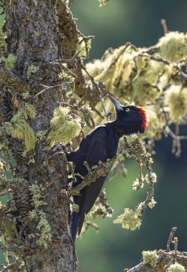 5 Days Songpan and Ruoergai Northern Sichuan Birding Tour (Alpine Forest and Grassland Endemics)