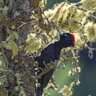 5 Days Songpan and Ruoergai Northern Sichuan Birding Tour (Alpine Forest and Grassland Endemics)