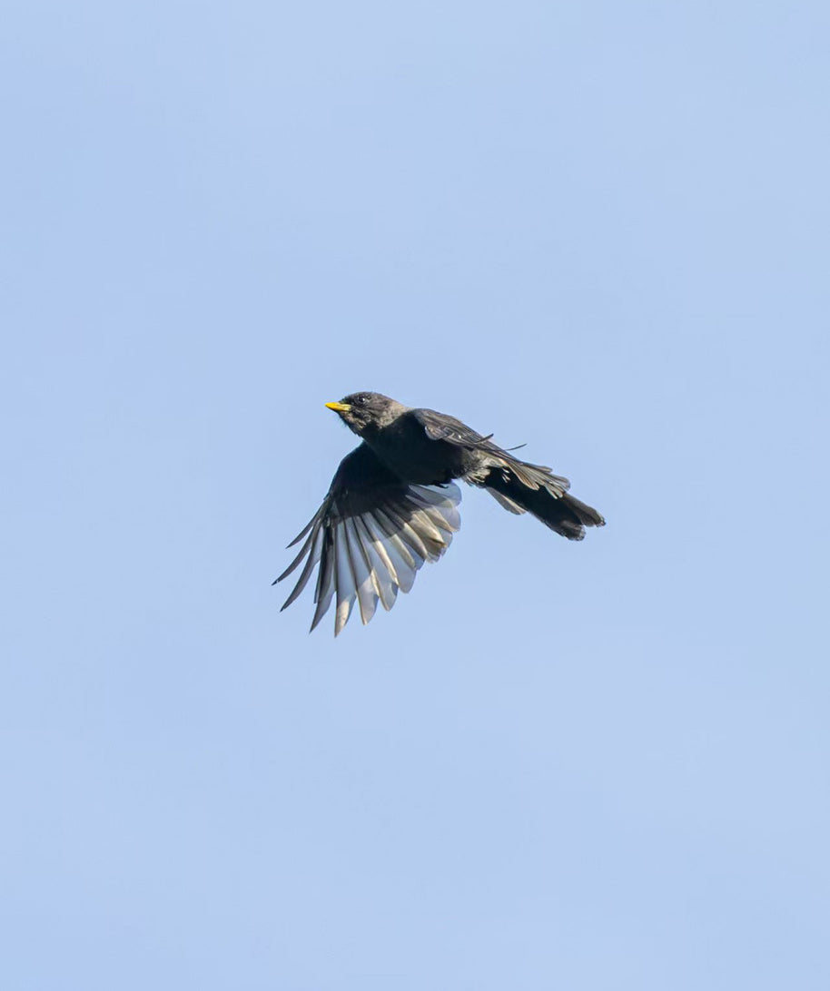 5 Days Songpan and Ruoergai Northern Sichuan Birding Tour (Alpine Forest and Grassland Endemics)