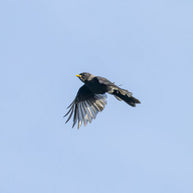 5 Days Songpan and Ruoergai Northern Sichuan Birding Tour (Alpine Forest and Grassland Endemics)