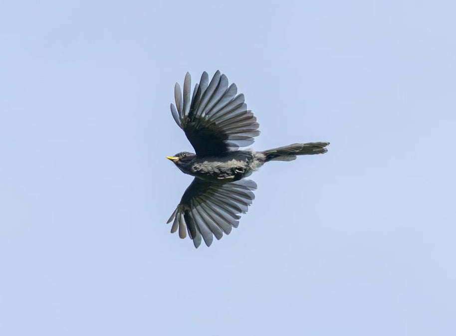 5 Days Songpan and Ruoergai Northern Sichuan Birding Tour (Alpine Forest and Grassland Endemics)
