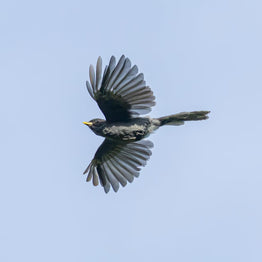 5 Days Songpan and Ruoergai Northern Sichuan Birding Tour (Alpine Forest and Grassland Endemics)