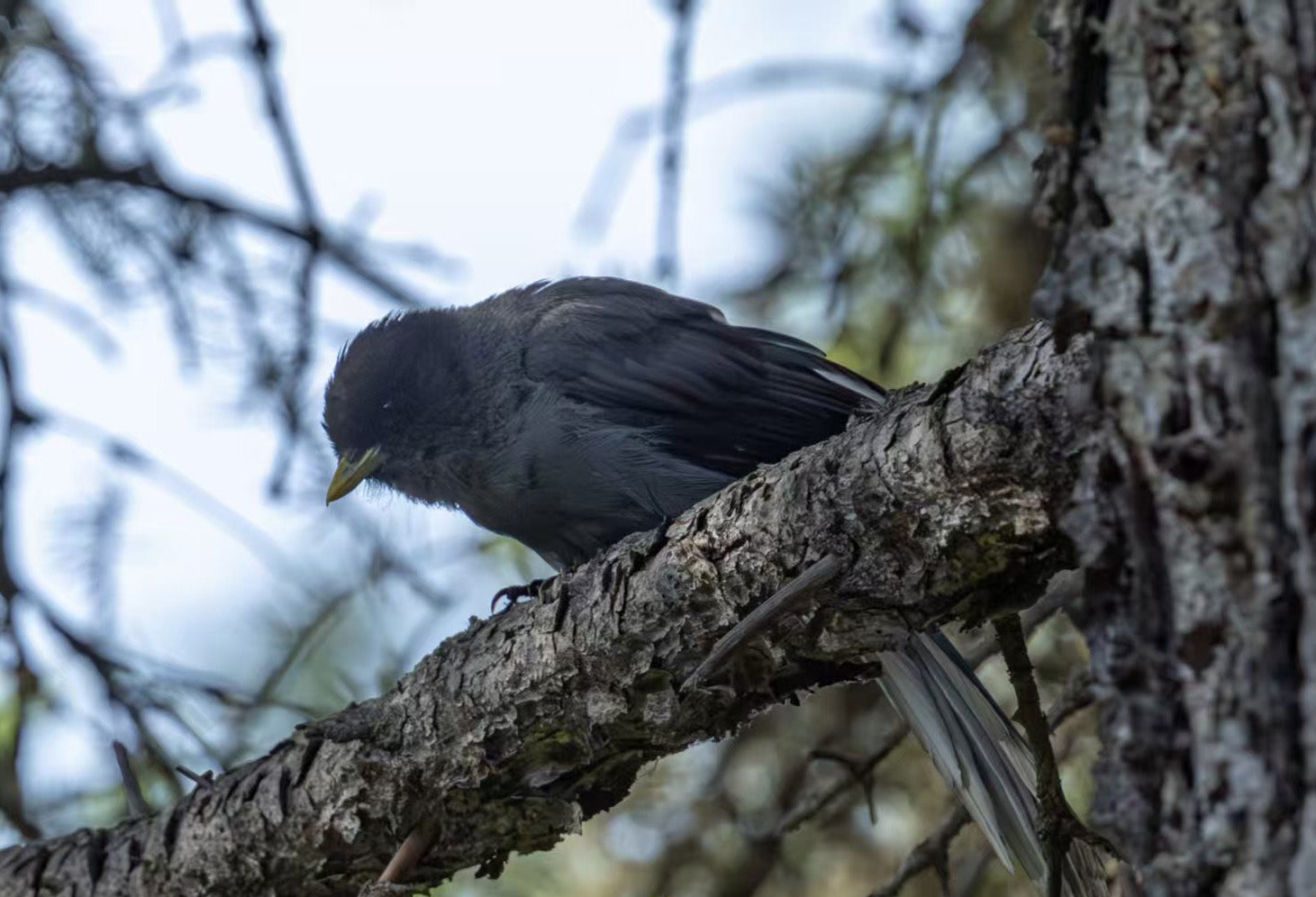 5 Days Songpan and Ruoergai Northern Sichuan Birding Tour (Alpine Forest and Grassland Endemics)