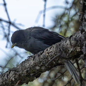 5 Days Songpan and Ruoergai Northern Sichuan Birding Tour (Alpine Forest and Grassland Endemics)