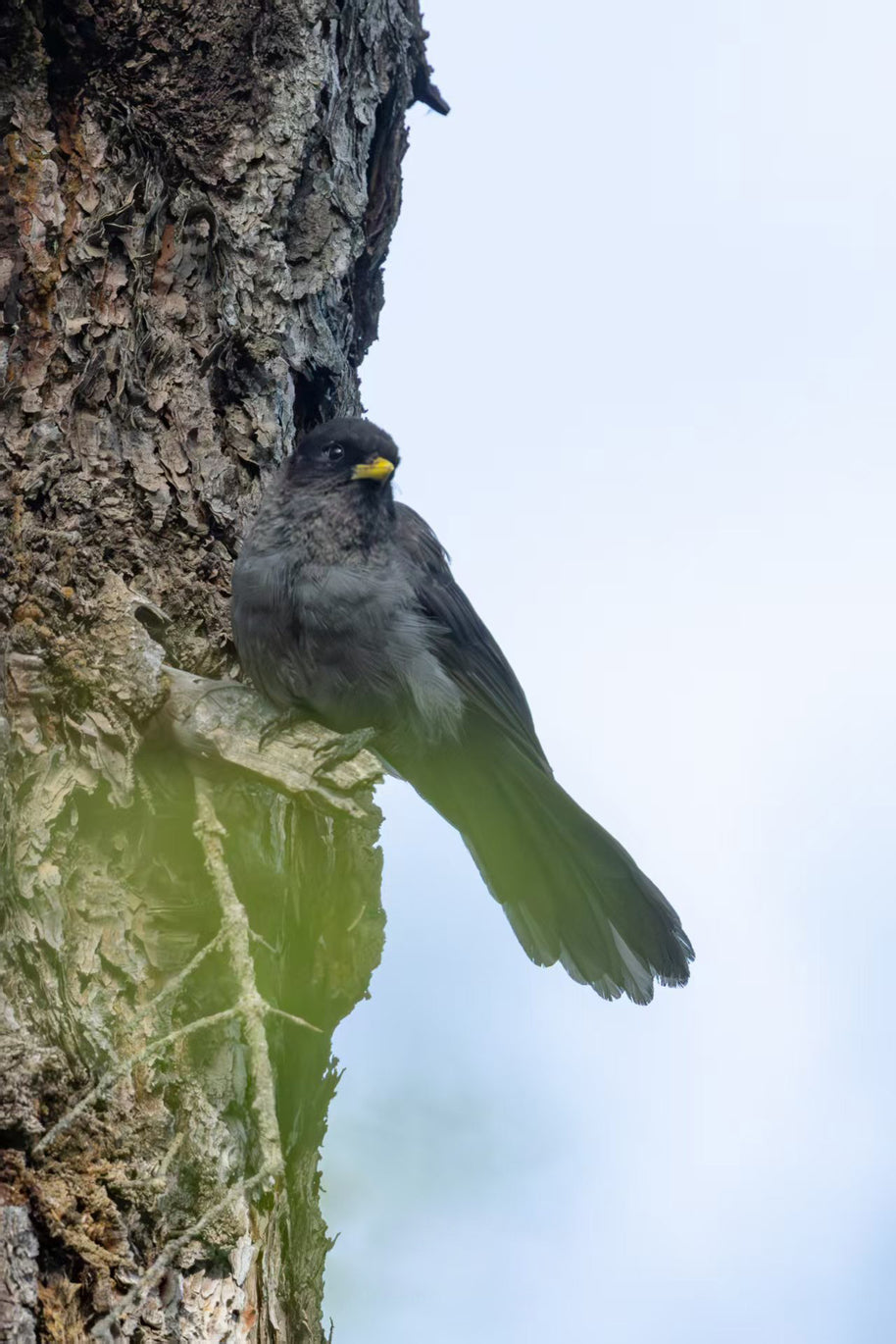 5 Days Songpan and Ruoergai Northern Sichuan Birding Tour (Alpine Forest and Grassland Endemics)