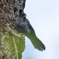 5 Days Songpan and Ruoergai Northern Sichuan Birding Tour (Alpine Forest and Grassland Endemics)