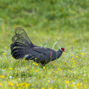 5 Days Songpan and Ruoergai Northern Sichuan Birding Tour (Alpine Forest and Grassland Endemics)