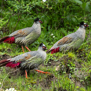 5 Days Songpan and Ruoergai Northern Sichuan Birding Tour (Alpine Forest and Grassland Endemics)