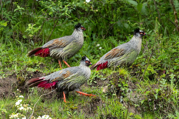 Tour de Observación de Aves de 5 Días por Songpan y Ruoergai, Norte de Sichuan (Endémicas del Bosque Alpino y Pastizales)