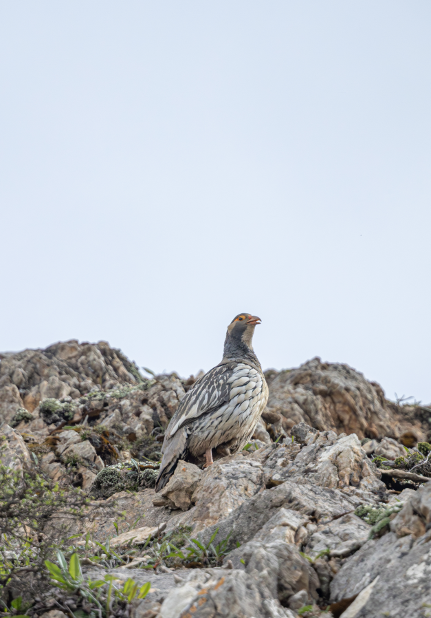 5 Days Songpan and Ruoergai Northern Sichuan Birding Tour (Alpine Forest and Grassland Endemics)