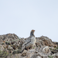 5 Days Songpan and Ruoergai Northern Sichuan Birding Tour (Alpine Forest and Grassland Endemics)