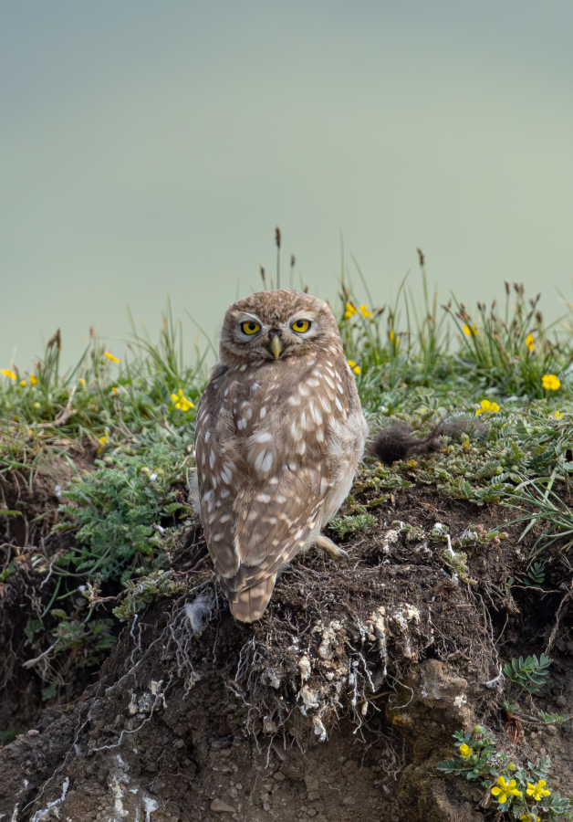 5 Days Songpan and Ruoergai Northern Sichuan Birding Tour (Alpine Forest and Grassland Endemics)
