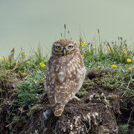 5 Days Songpan and Ruoergai Northern Sichuan Birding Tour (Alpine Forest and Grassland Endemics)