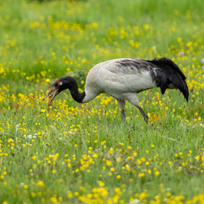 5 Days Songpan and Ruoergai Northern Sichuan Birding Tour (Alpine Forest and Grassland Endemics)