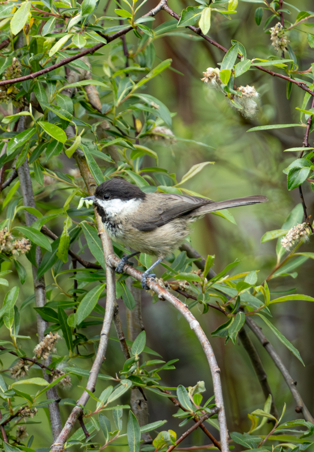 5 Days Songpan and Ruoergai Northern Sichuan Birding Tour (Alpine Forest and Grassland Endemics)