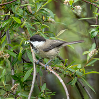 5 Days Songpan and Ruoergai Northern Sichuan Birding Tour (Alpine Forest and Grassland Endemics)