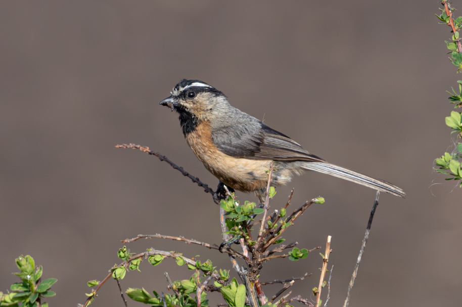 5 Days Songpan and Ruoergai Northern Sichuan Birding Tour (Alpine Forest and Grassland Endemics)
