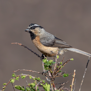 5 Days Songpan and Ruoergai Northern Sichuan Birding Tour (Alpine Forest and Grassland Endemics)