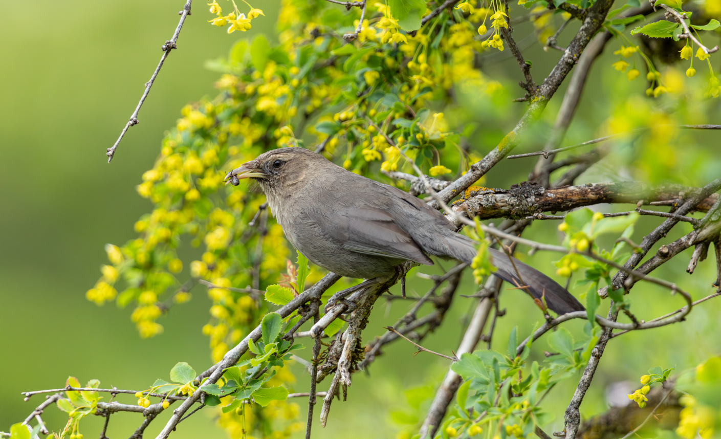 5 Days Songpan and Ruoergai Northern Sichuan Birding Tour (Alpine Forest and Grassland Endemics)