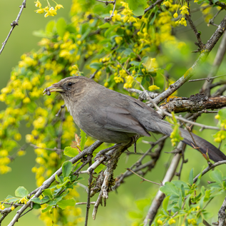 5 Days Songpan and Ruoergai Northern Sichuan Birding Tour (Alpine Forest and Grassland Endemics)
