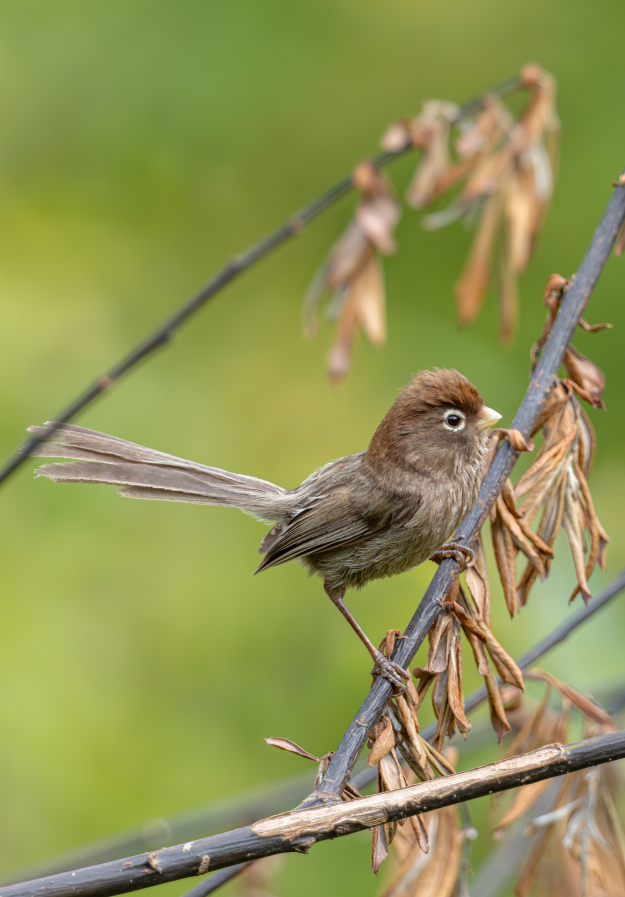 5 Days Songpan and Ruoergai Northern Sichuan Birding Tour (Alpine Forest and Grassland Endemics)