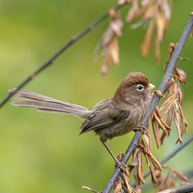 5 Days Songpan and Ruoergai Northern Sichuan Birding Tour (Alpine Forest and Grassland Endemics)