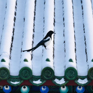 7 Days Beijing Harbin Winter Tour