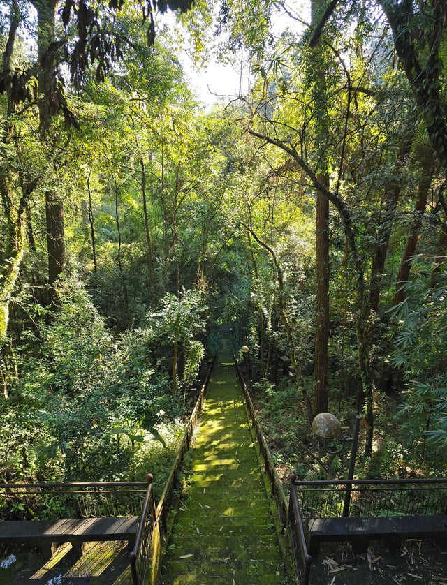 10 Days Tengchong Birding Tour