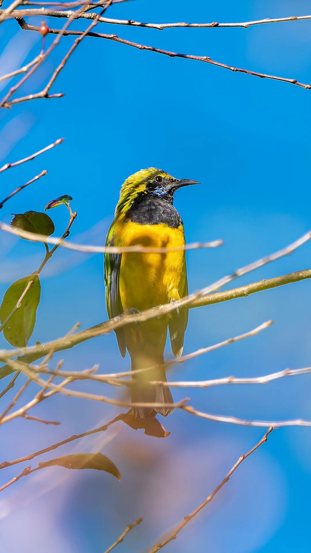 10 Days Tengchong Birding Tour