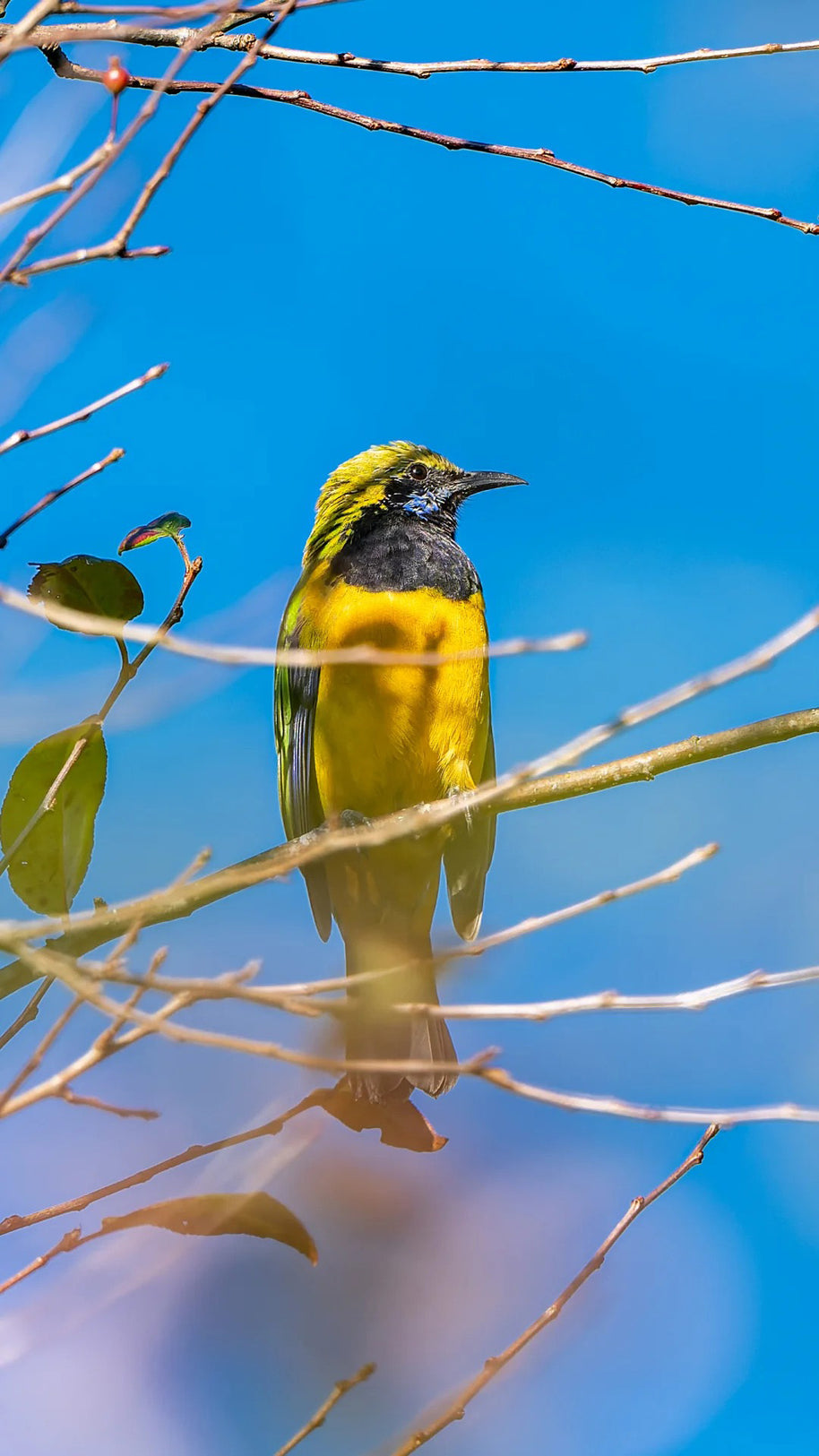 10 Days Tengchong Birding Tour