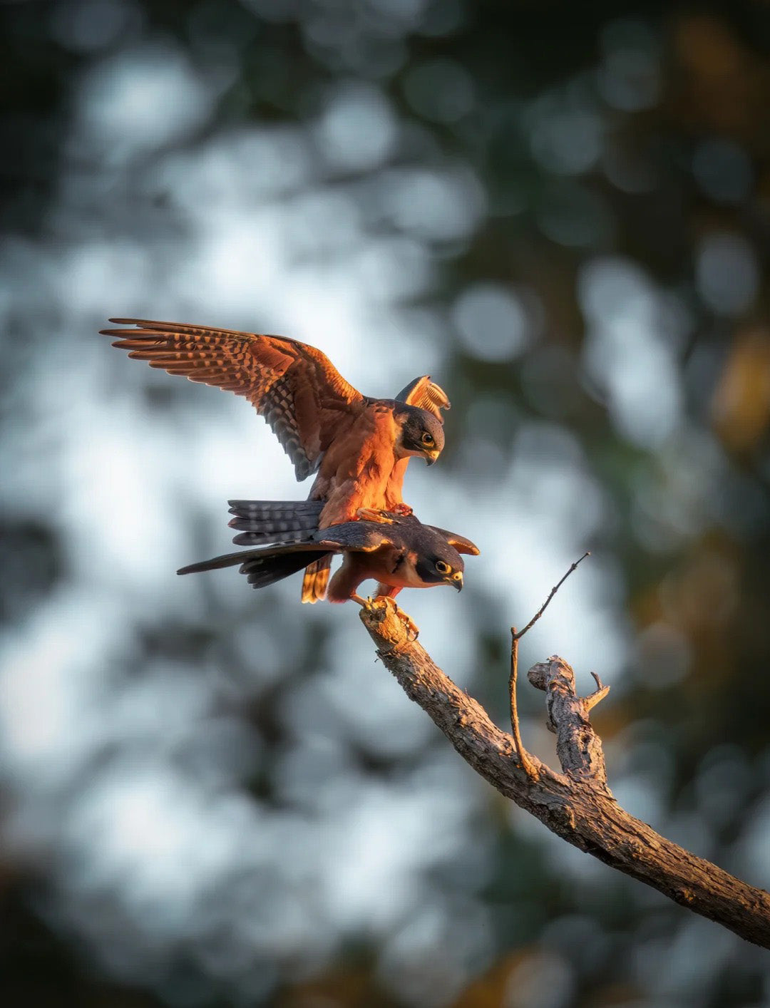 10 Days Tengchong Birding Tour