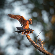 10 Days Tengchong Birding Tour